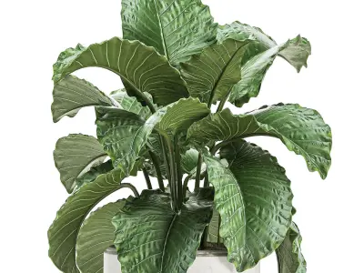 Alocasia in a white flowerpot for decor and interior design 510 3D model