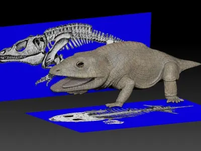 Cacops aspidephorus Low-poly 3D model