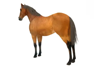 Brown Horse 3D model