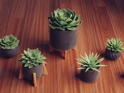 Collection of Succulent Plants  Plants Vol 03 Low-poly 3D model