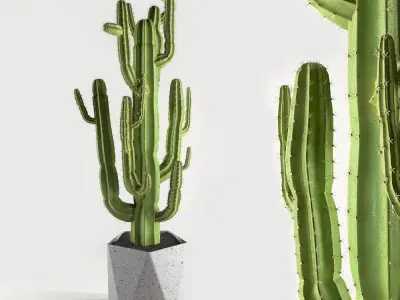 Set plants cactus plant in pot 3D model