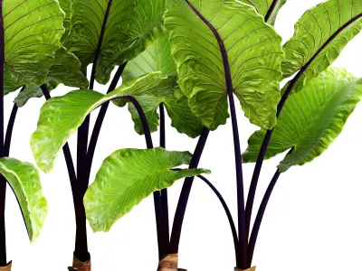 Alocasia macrorrhiza 3D model