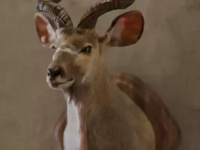 Kudu taxidermy animal 3D model