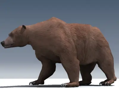Grizzly Bear Rigged 3D model