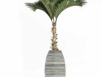 Plants Collection 182 Palm 3D model
