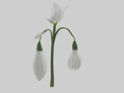 Snowdrop model 3D model