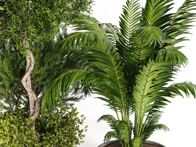 Outdoor plant collection 01 3D model