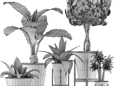 Plants Collection 40 3D model