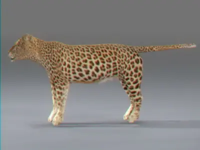 Pack - Wild Felines Animated 3D model