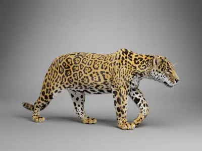 Jaguar-Panthera Onca- Animated   VFX Grace 3D model