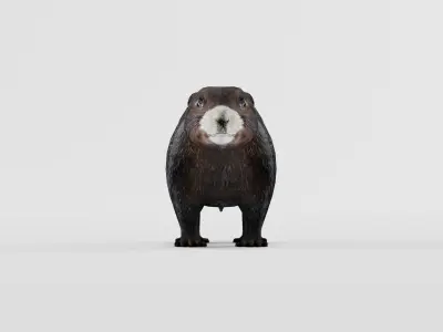 Vancouver Island Marmot Rodent Low-poly 3D model
