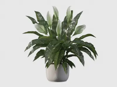 Peace lily 03 3D model purchase