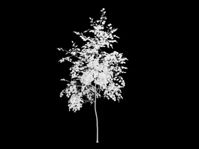 Birch Tree With White Leaves Low-poly 3D model