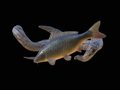 CARP UNDERWATER STATUE ON THE WALL DETAILED TEXTURE 3D print model