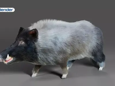Fur Black Wild Boar Rigged V07 in Blender  Low-poly 3D model