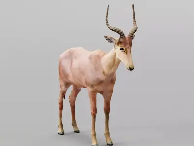 Hirola 3D model