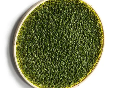 Mosswall disk 2 3D model