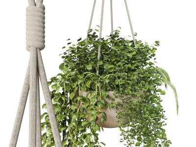 Collection plant Indoor  outdoor plants hanging pots 8 3D model