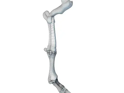 Bull Animal Leg Bones  3D model