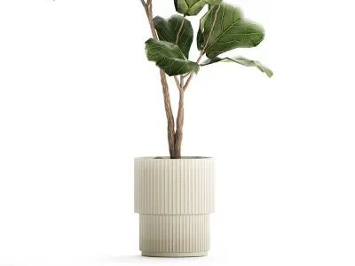 Beautiful Ficus lyrata tree in a flower pot for decoration 1247 3D model