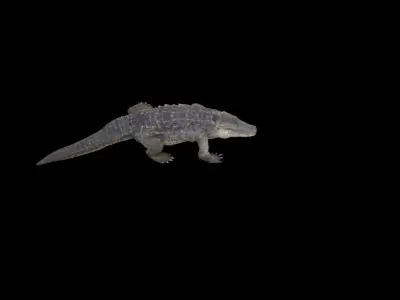 alligator animation Low-poly 3D model