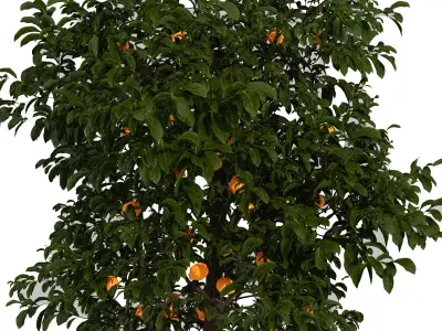 Lemon tree 3D model
