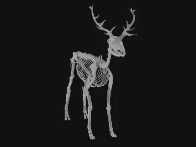 Elk skeleton 3D model