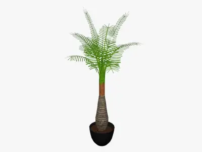 Palm tree plant 3D model