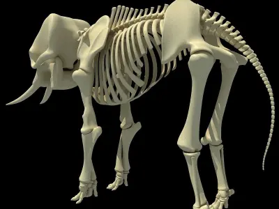 Elephant Anatomic Asian Skeleton 3D model