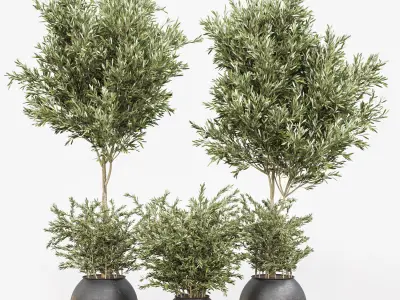 Indoor Plant olive Set 02 3D model