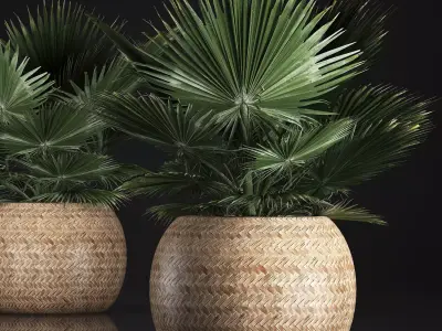 fan palm in the basket 3D model