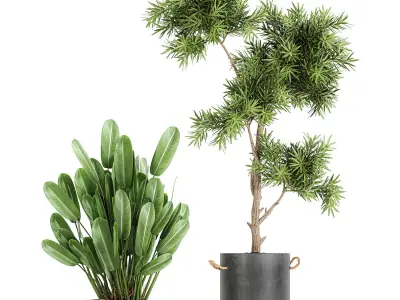 Collection of decorative plants in flowerpots 754 3D model