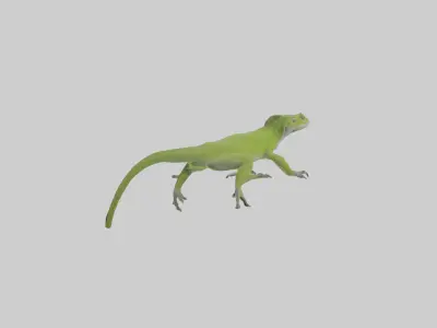 Carolina Anole climbing model Low-poly 3D model