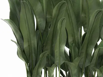 Decorative banana in a white flowerpot 539 3D model