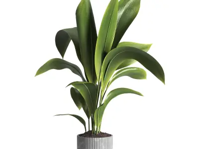 indoor plant 015 3D model