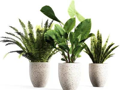 intdoor plants set 01 3D model
