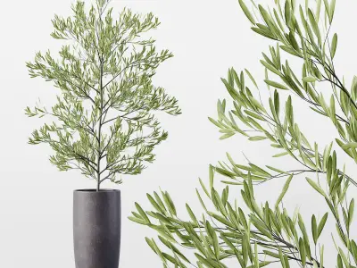 Collection Indoor Plants 027 3D model