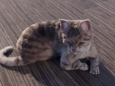 Cat white black calico tabby orange siamese sphynx etc 3D model