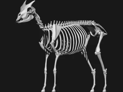 Goat skeleton 3D model