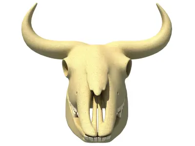 Bison Skull - Animal Skulls 3D model