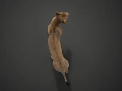 Female Lion Rigged VFX Grace 3D model