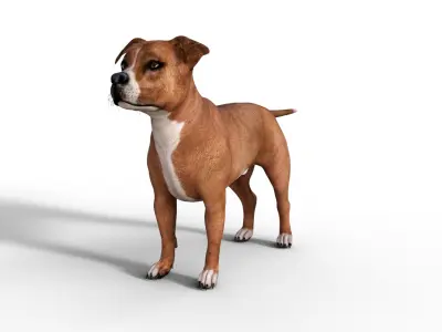  American Pitbull Dog Rigged Animated Low-poly 3D model