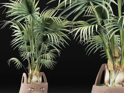 Plants Collection 140 Sabal 3D model