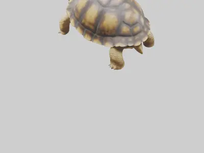 Plowshare Tortoise walking model Low-poly 3D model