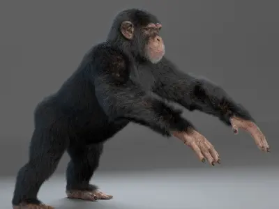 Chimpanzee Maya 3D model
