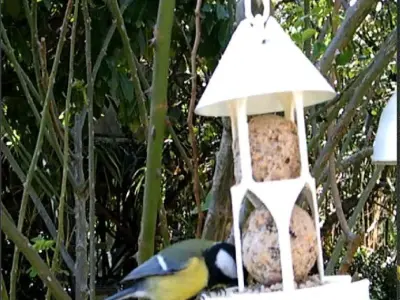 Bird feeder seedballs and seed 3D print model