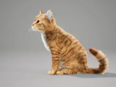 Cat Orange Tabby Animated UNREAL project  Maya base rig 3D model