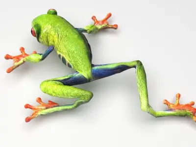 Green Tree Red Eyed Frog 3D model