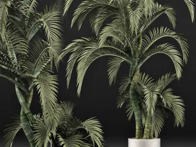 Plants Collection 137 Exterior Plant 3D model