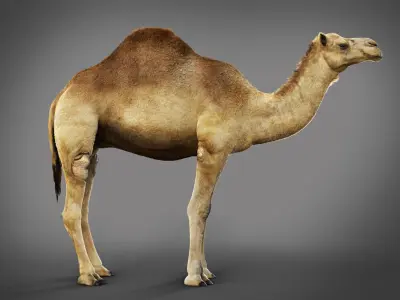 Dromedary Static Xgen core 3D model